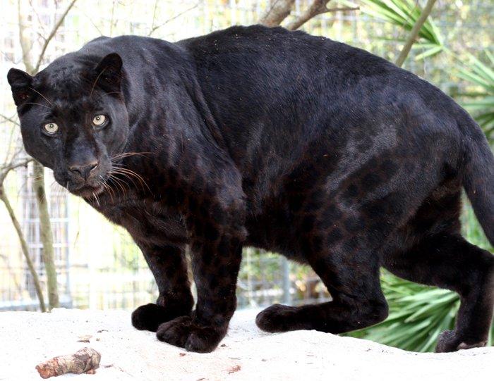 Panthers ready for key road G2 with ‘us against the world’ mentality – ESPN